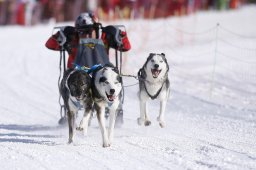 Lenk 2013